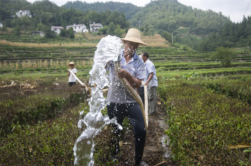 人大代表組織抗旱志原服務隊為村民干枯的茶葉抽水抗旱。