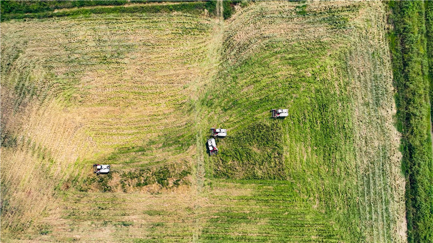 湖北嘉魚4000畝巨型稻試種成功 株高1.8至2.2米！【2】
