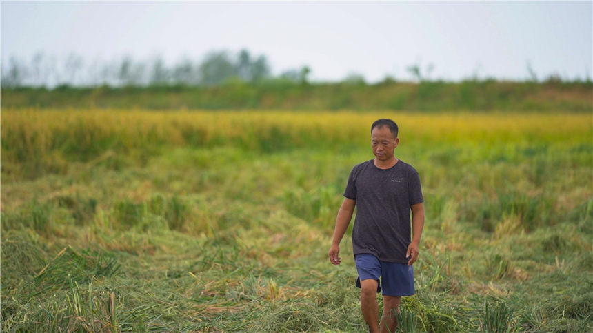 湖北嘉魚4000畝巨型稻試種成功 株高1.8至2.2米！【3】