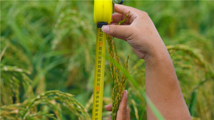 湖北嘉魚4000畝巨型稻試種成功 株高1.8至2.2米！【4】