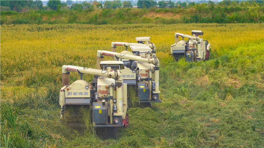 湖北嘉魚(yú)4000畝巨型稻試種成功 株高1.8至2.2米！【5】