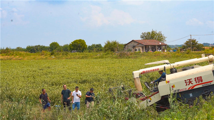 湖北嘉魚4000畝巨型稻試種成功 株高1.8至2.2米！【6】