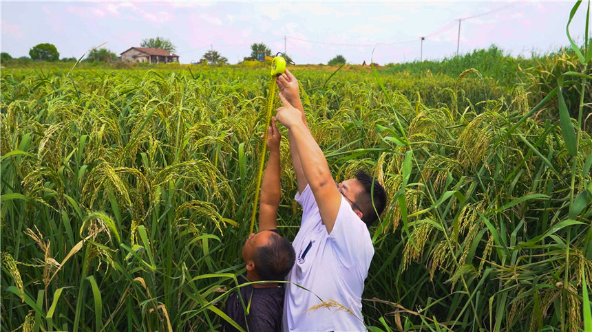 湖北嘉魚4000畝巨型稻試種成功 株高1.8至2.2米！【7】