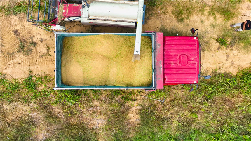 湖北嘉魚4000畝巨型稻試種成功 株高1.8至2.2米！【8】