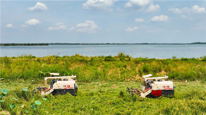 湖北嘉魚4000畝巨型稻試種成功 株高1.8至2.2米！【9】