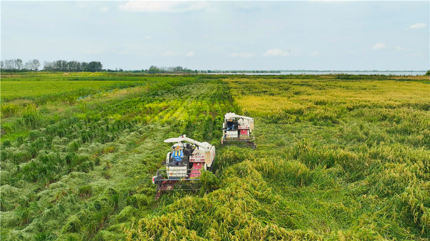 湖北嘉魚4000畝巨型稻試種成功 株高1.8至2.2米！【10】