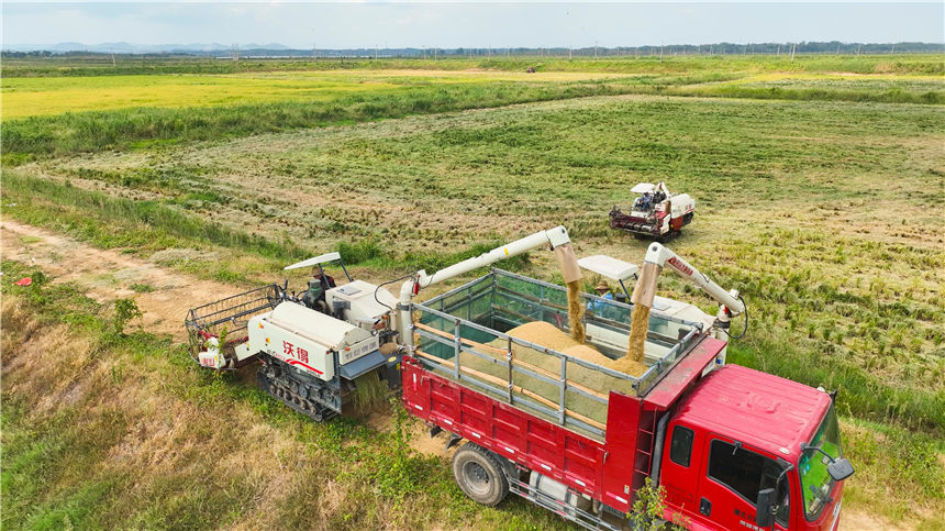 湖北嘉魚4000畝巨型稻試種成功 株高1.8至2.2米！【11】