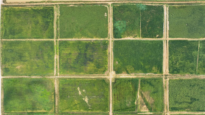 湖北嘉魚(yú)4000畝巨型稻試種成功 株高1.8至2.2米！【12】