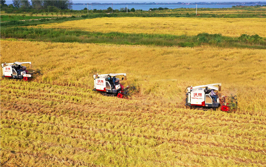 湖北嘉魚(yú)4000畝巨型稻試種成功 株高1.8至2.2米！【14】
