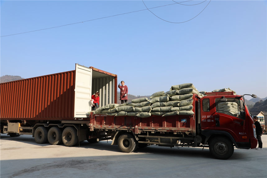 竹山秦巴山生態(tài)茶園公司茶葉裝車出口。向繼華攝