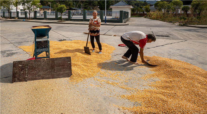 湖北建始：秋黃五谷香 戶戶曬秋忙【3】