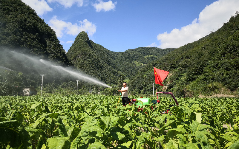 桃源煙葉站組織“黨員抗旱先鋒隊(duì)”為煙田灌溉。