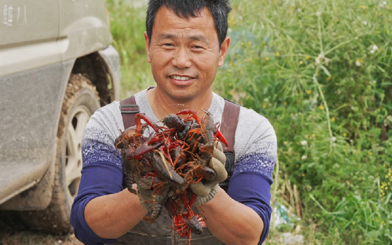 何德軍養(yǎng)殖的小龍蝦長勢喜人。_