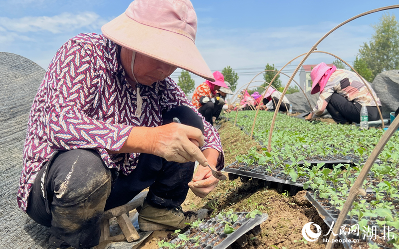 天門市多寶鎮(zhèn)大眾新村村民正在田間育蔬菜苗。人民網(wǎng) 肖璐欣攝