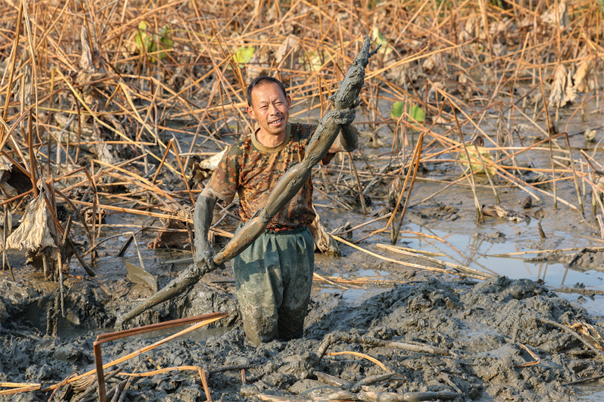 10月19日，在谷城縣石花鎮(zhèn)殷畈村，藕農(nóng)在一處蓮藕種植基地內(nèi)采收蓮藕。
