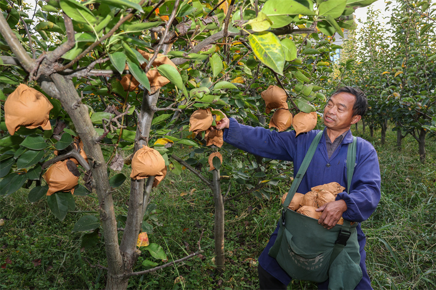10月19日，在湖北省襄陽(yáng)市谷城縣石花鎮(zhèn)殷畈村，谷城縣明富家庭農(nóng)場(chǎng)果農(nóng)在農(nóng)場(chǎng)收獲晚秋黃梨。