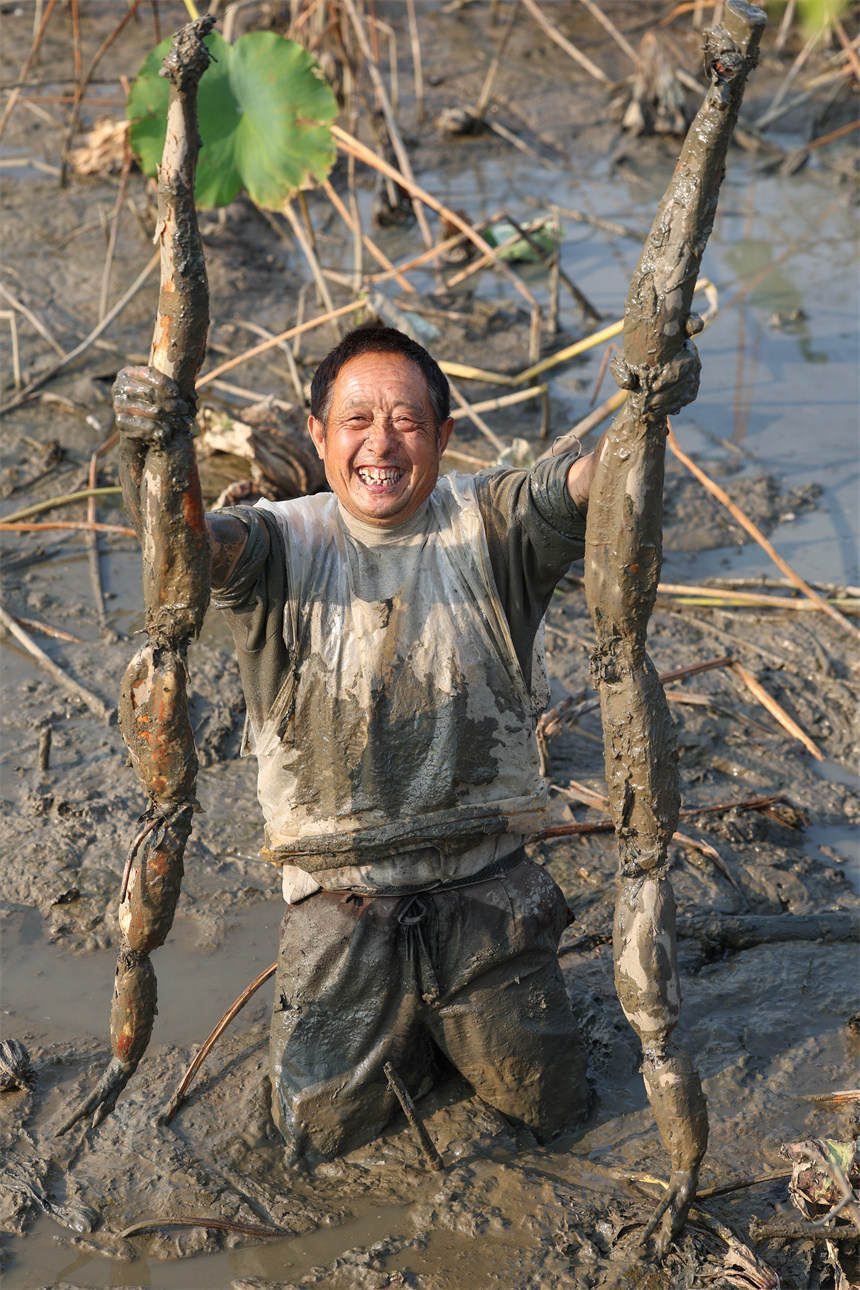 10月19日，在湖北省襄陽(yáng)市谷城縣石花鎮(zhèn)殷畈村，藕農(nóng)在一處蓮藕種植基地內(nèi)采收蓮藕。 