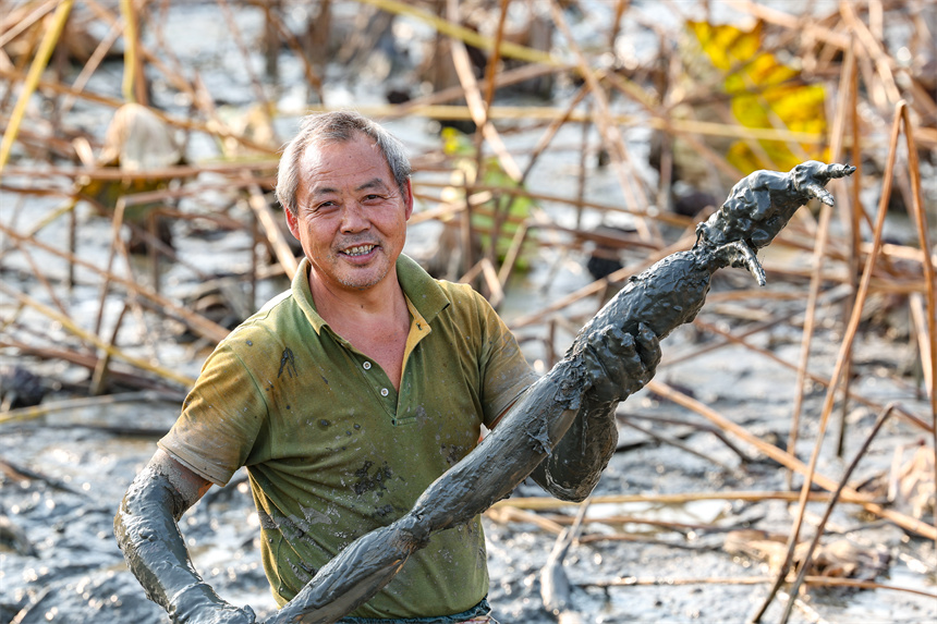 10月19日，在湖北省襄陽市谷城縣石花鎮(zhèn)殷畈村，藕農(nóng)在一處蓮藕種植基地內(nèi)采收蓮藕。 