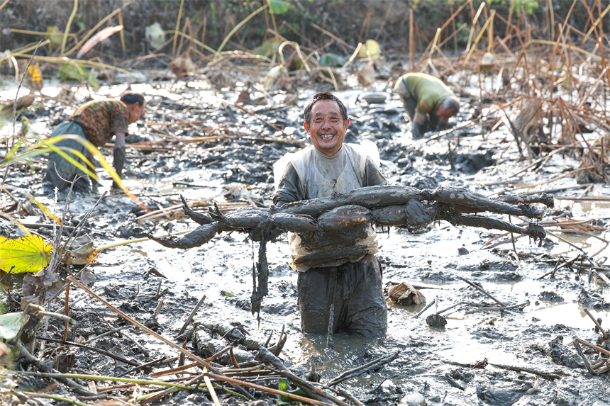 10月19日，在湖北省襄陽市谷城縣石花鎮(zhèn)殷畈村，藕農在一處蓮藕種植基地內采收蓮藕。 