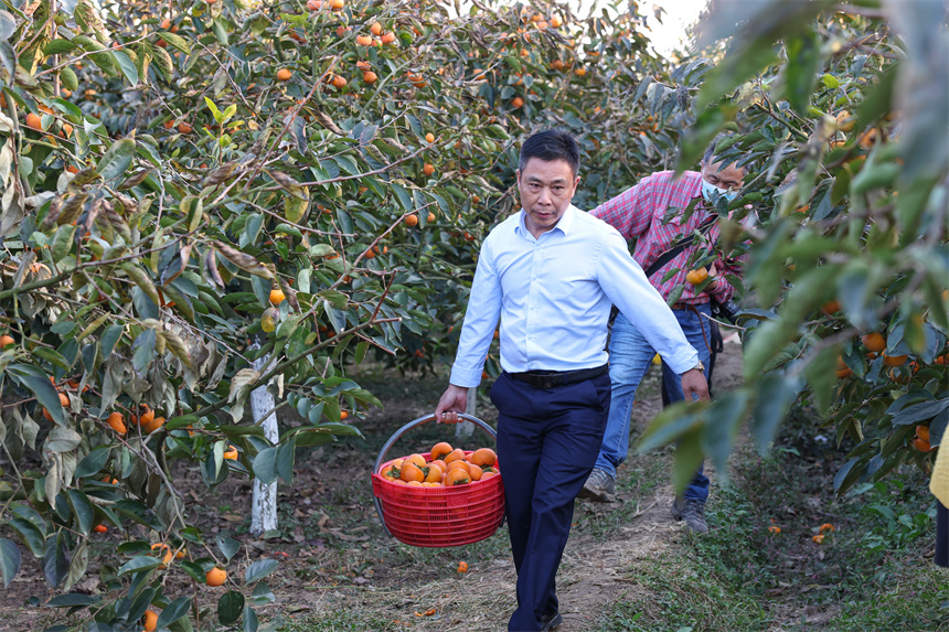 10月22日，游人在湖北省襄陽市谷城縣石花鎮(zhèn)黃家營村柿子種植基地采摘成熟的甜脆柿。 