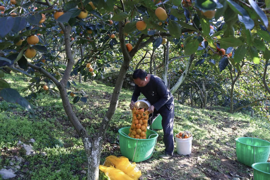 在湖北省恩施州建始縣長梁鎮(zhèn)，家家戶戶種植的甜柿又一次迎來了豐收。
