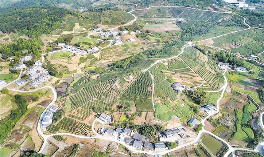 寶豐鎮(zhèn)龍井村生態(tài)茶園。