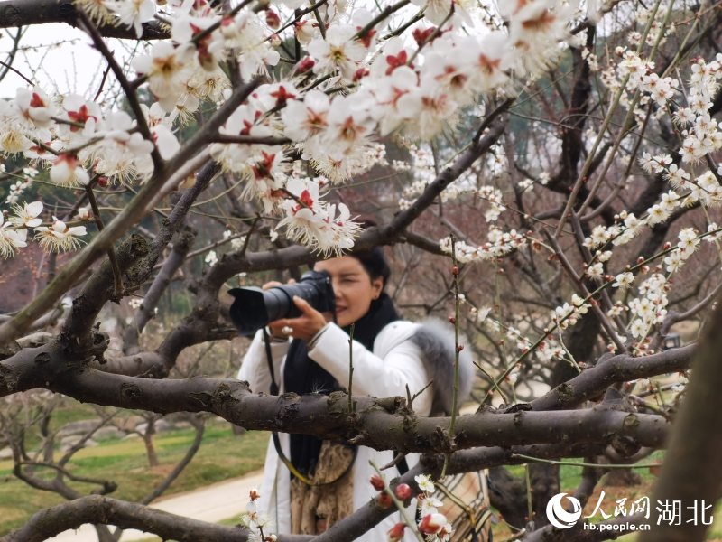 2月1日，武漢市東湖梅園內(nèi)梅花綻放。人民網(wǎng) 肖璐欣攝