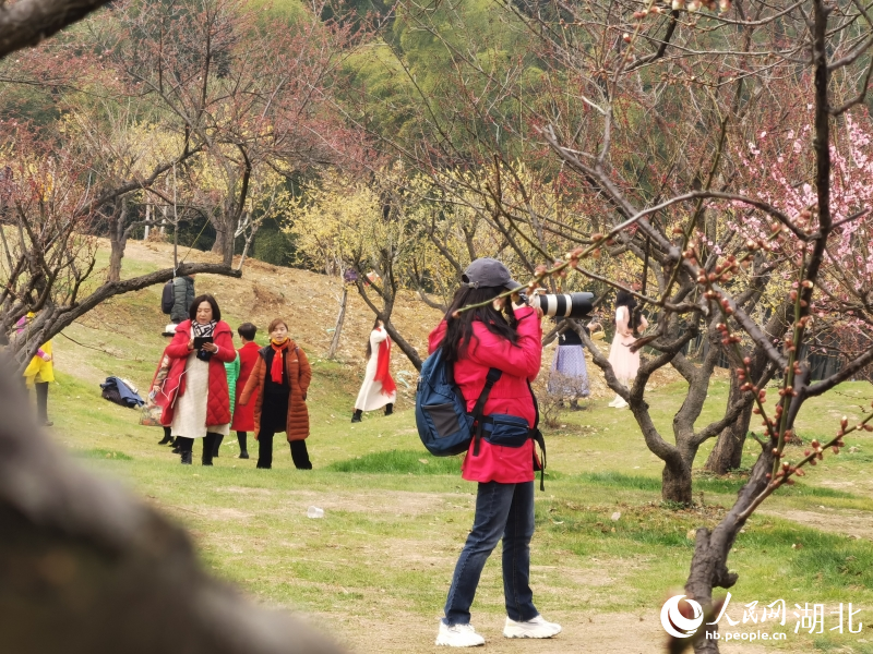 2月1日，武漢市東湖梅園內(nèi)梅花綻放。人民網(wǎng) 肖璐欣攝