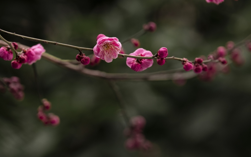 湖北省建始縣廣潤河岸邊梅花迎春綻放