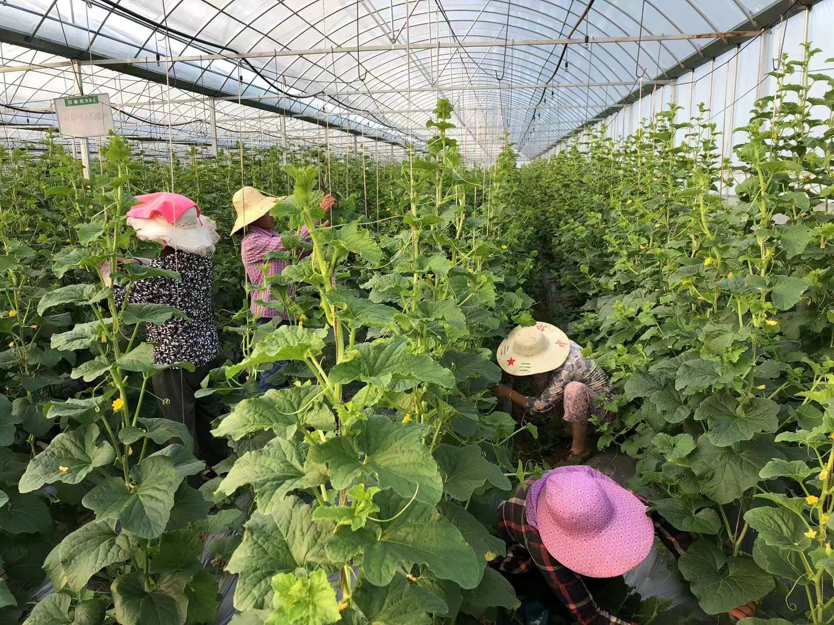 駝子村村民在大棚勞作，拍攝黃文良