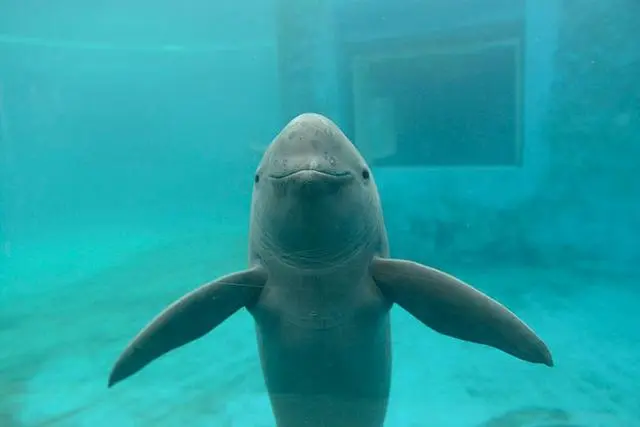 江豚資料圖。中科院水生所供圖