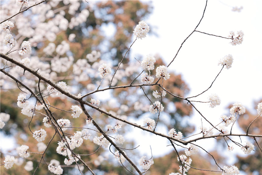 湖北紅安天臺(tái)山萬(wàn)畝野櫻花盛開(kāi)【10】