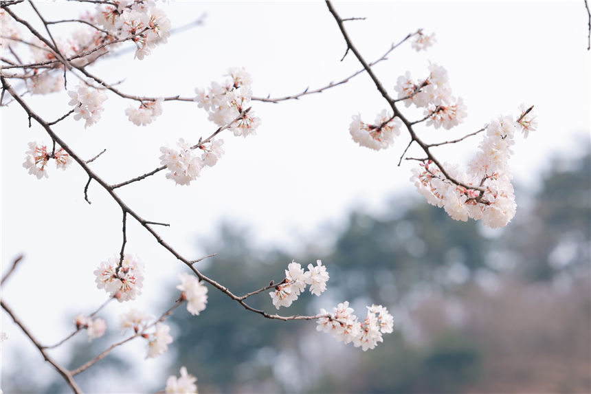 湖北紅安天臺(tái)山萬(wàn)畝野櫻花盛開(kāi)【14】