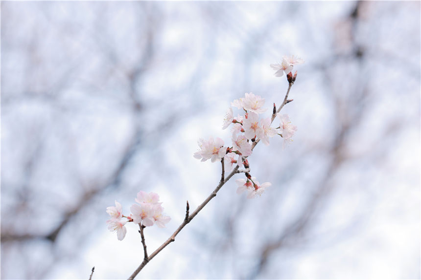 湖北紅安天臺(tái)山萬(wàn)畝野櫻花盛開【15】