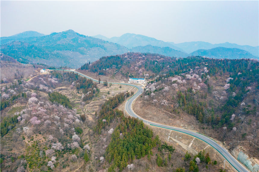 湖北紅安天臺山萬畝野櫻花盛開【16】