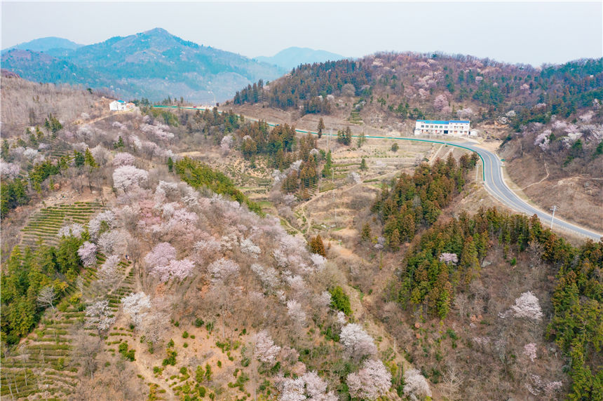 湖北紅安天臺(tái)山萬(wàn)畝野櫻花盛開(kāi)【17】