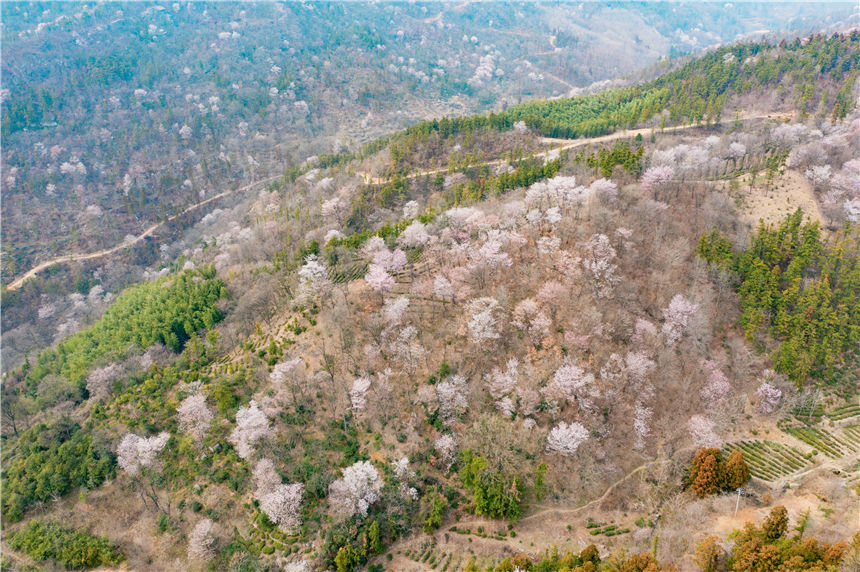 湖北紅安天臺(tái)山萬畝野櫻花盛開【18】