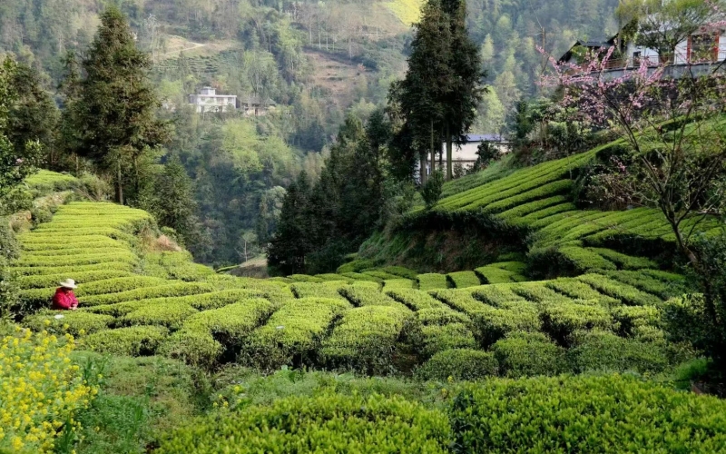 湖北省恩施市屯堡鄉(xiāng)花枝山村的茶園。李永攝