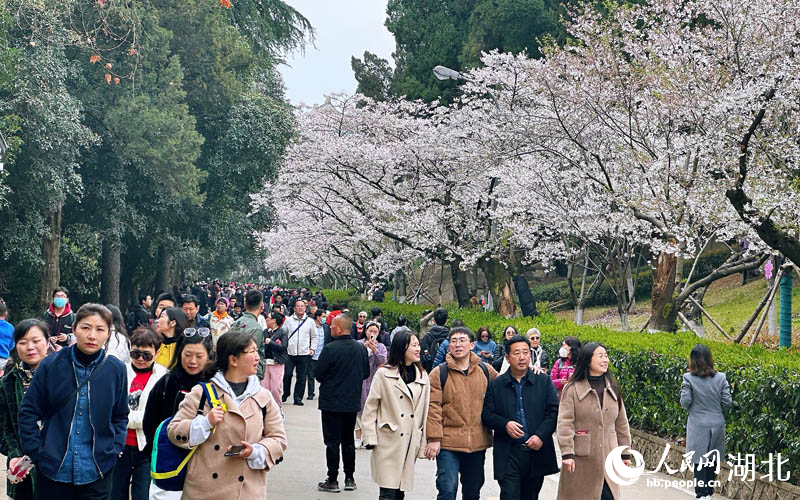 抗疫醫(yī)護人員及家人在武大賞櫻。人民網(wǎng) 張沛攝