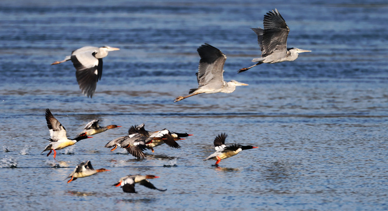近年來，宜都持續(xù)改善長江、清江生態(tài)環(huán)境，吸引中華秋沙鴨等珍稀鳥類來此越冬。2唐萬鈺 攝