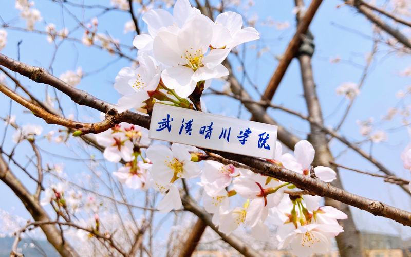 共建櫻花林盛情綻放。