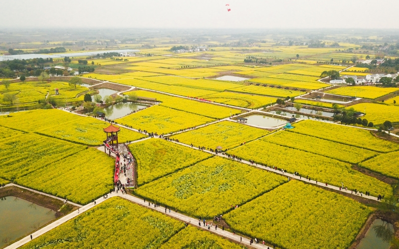 湖北省沙洋縣曾集鎮(zhèn)油菜花海。鄭波攝