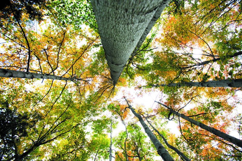 湖北竹山九華山林場(chǎng)日本花柏。