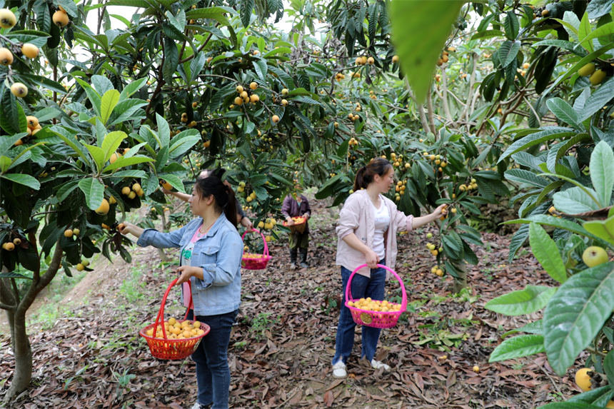 湖北竹山：枇杷成熟季 干群采摘忙