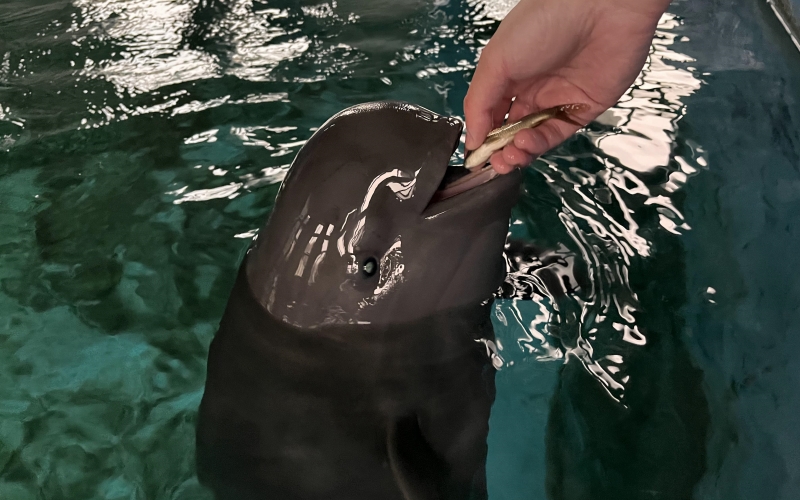 “小久久”開心的吃小魚。武漢白鱀豚保護(hù)基金會(huì)供圖