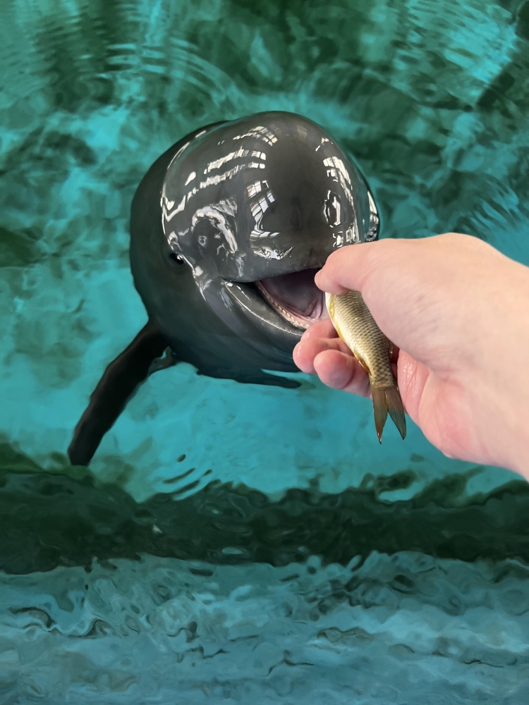 “小久久”吃小魚。武漢白鱀豚保護(hù)基金會(huì)供圖