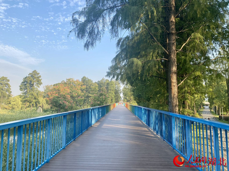 武漢華僑城生態(tài)濕地公園。人民網(wǎng)記者 張沛攝