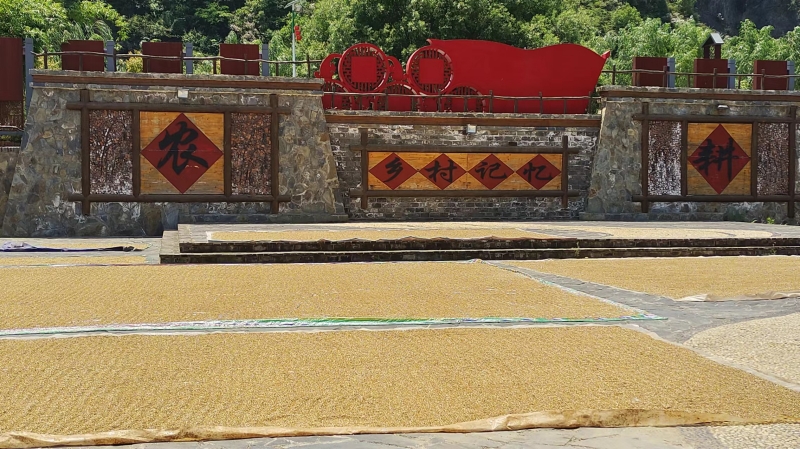 湖北省十堰市鄖西縣關防鄉(xiāng)沙溝村村民“曬”豐收。 徐光意攝