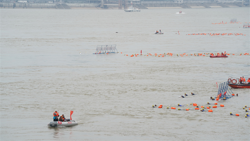 千余名“泳”者競渡長江。孫遜攝