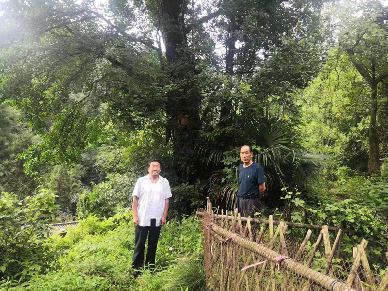 武當山紫霄村村民蔡銀華、梁相均今年都68歲。二人不僅是鄰居，而且同為武當山護林員，他倆對“紅軍樹”故事如數(shù)家珍，有著深厚的感情。（藍衣者，蔡銀華；白衣者，梁相均）